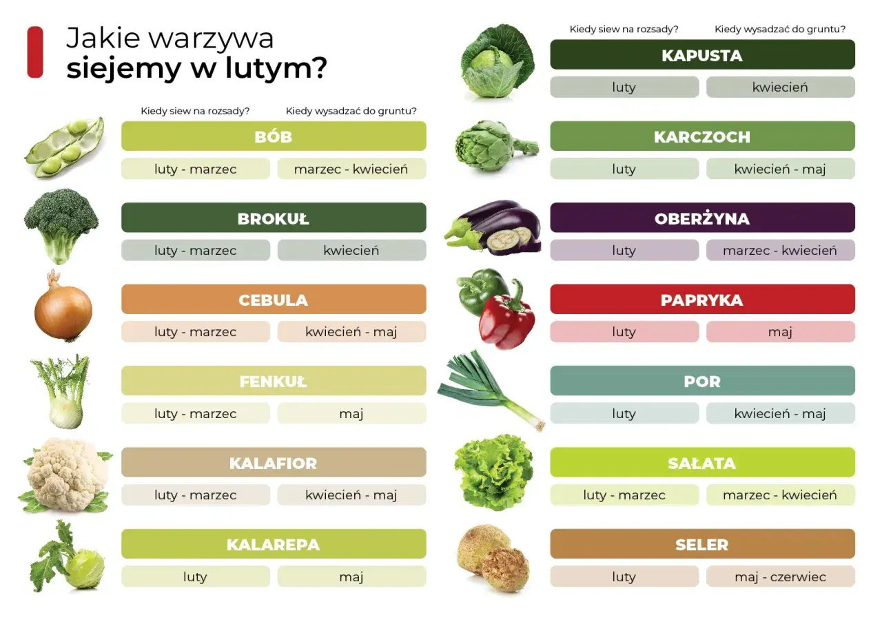 Tabela podpowiada, co siać w lutym na rozsady i do gruntu: bób, brokuł, cebulę, kapustę, karczoch, oberżynę, paprykę, por, sałatę, seler.