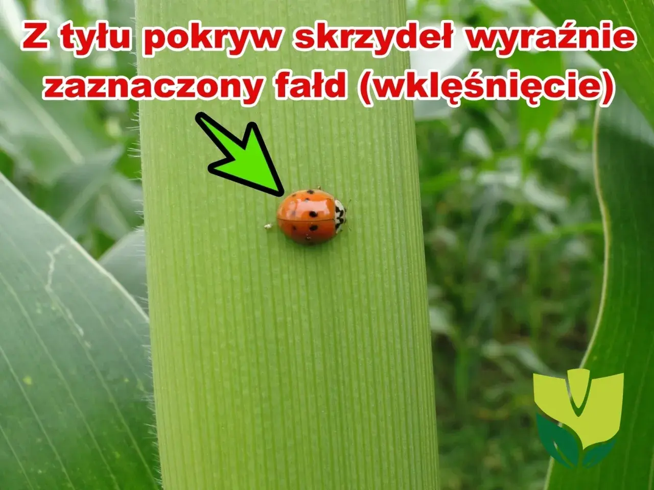 Biedronka azjatycka z charakterystycznym wklęśnięciem na pokrywach skrzydeł, siedząca na zielonym liściu kukurydzy.