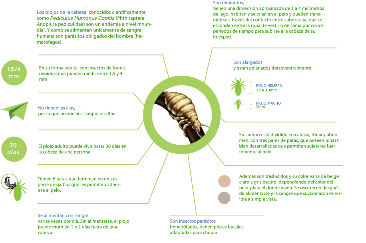 Infografía sobre pediculosis que es: insectos parásitos (piojos) que se alimentan de sangre humana, miden 1-4 mm, no tienen alas y viven en el pelo.