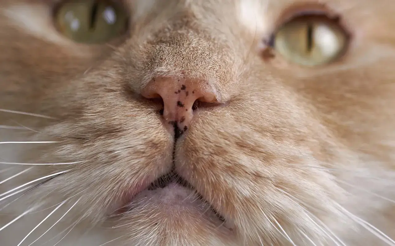 Nahaufnahme einer getigerten Katze mit einer leicht verkrusteten Nase.