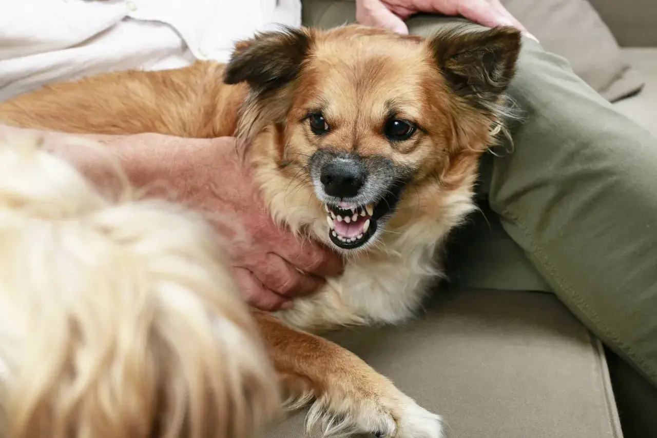 Ein brauner Hund knurrt einen Besucher an, seine Zähne sind gefletscht.