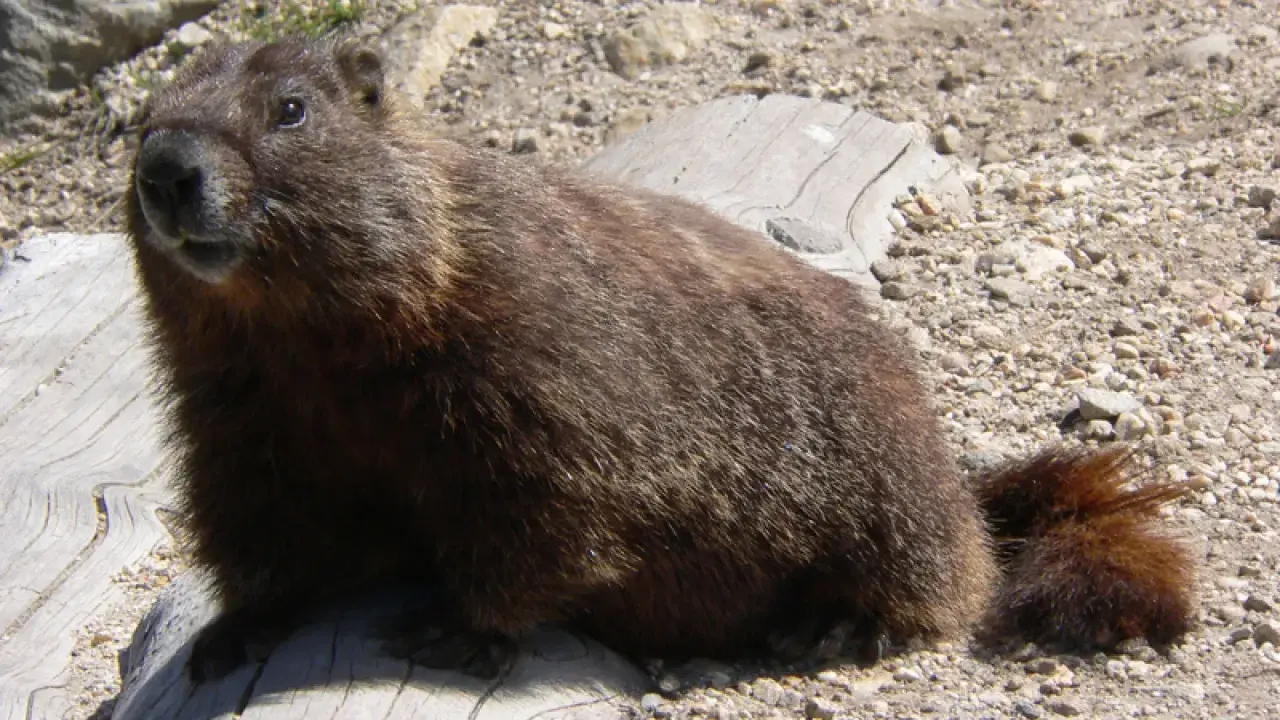 Marmota peluda sentada en un tronco. ¿Cuánto duerme una marmota? ¡Mucho!