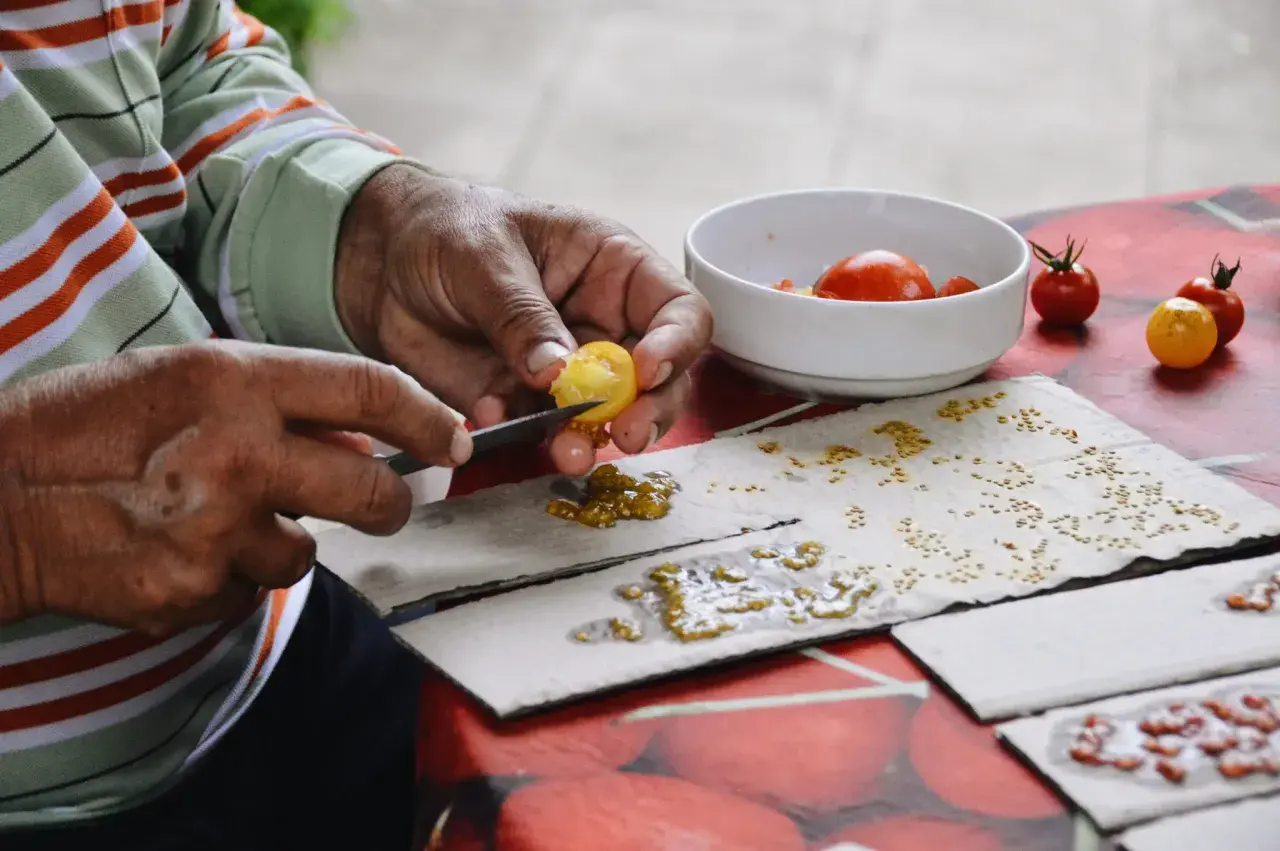 Mains habiles séparant les graines de tomates pour les faire sécher. Un geste patient pour la prochaine récolte.
