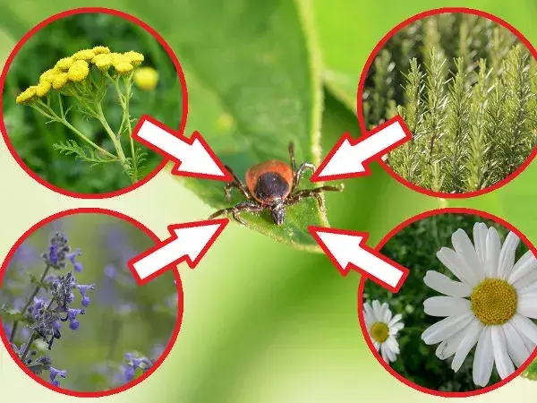 Czego boją się kleszcze? Oto naturalne wrogowie i rośliny odstraszające