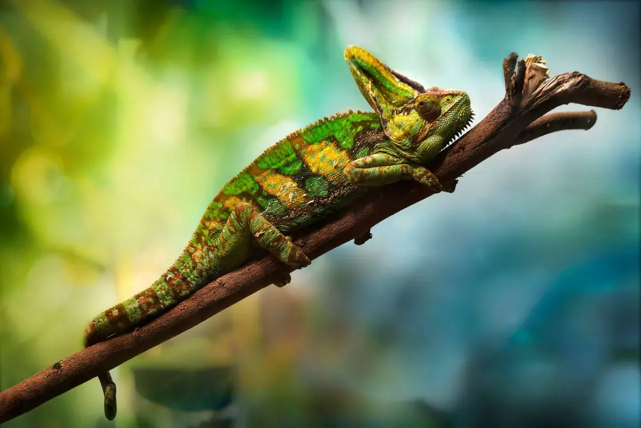 Zielony kameleon z żółtymi plamami odpoczywa na gałęzi. Zastanawiasz się, ile żyje kameleon?