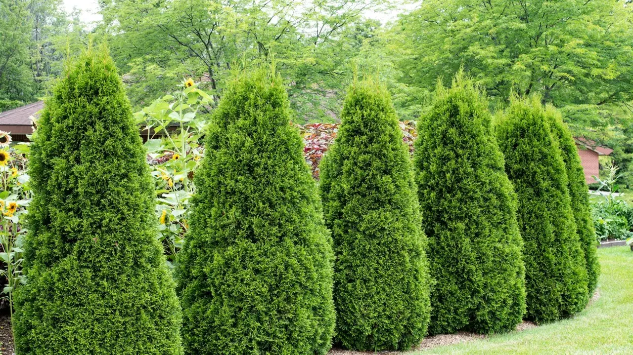 Reihen von immergrünen Koniferen, die wie grüne Kegel aussehen, säumen einen Gartenweg. Im Hintergrund blühen Sonnenblumen.