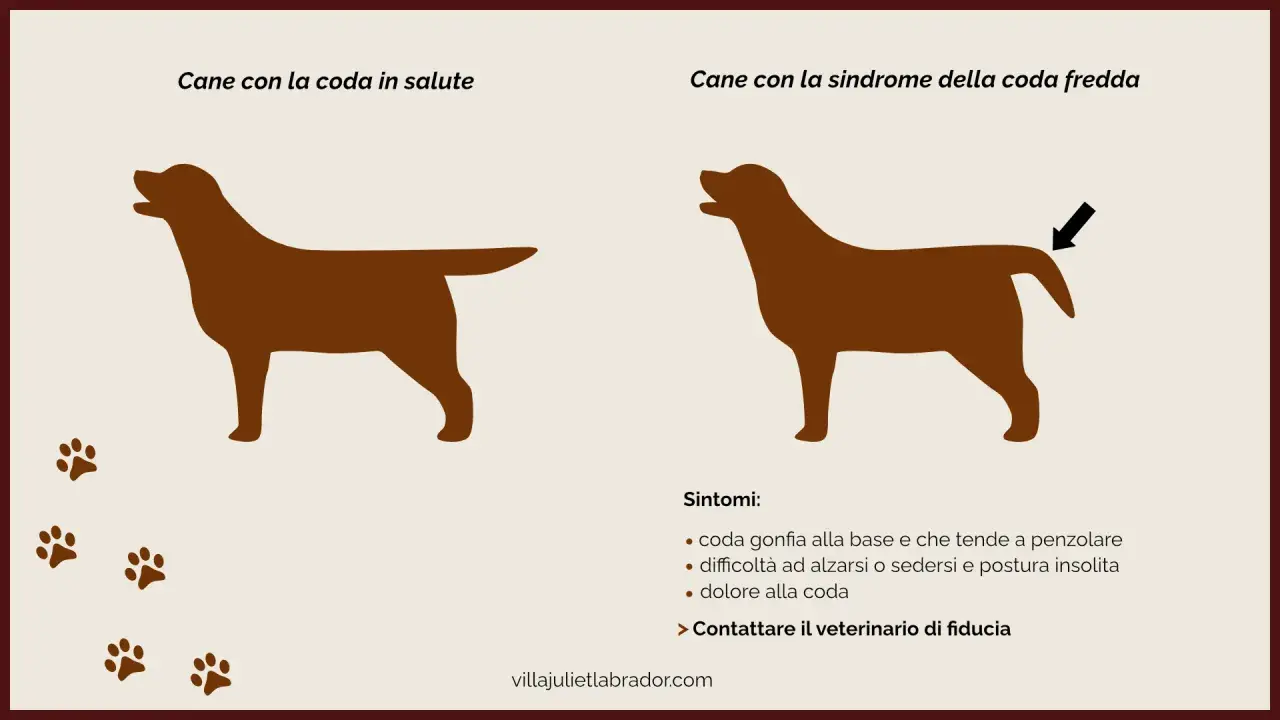 Cane con coda sana e cane con sindrome della coda fredda, con sintomi di infezione coda cane.
