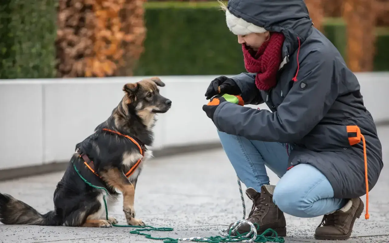 Ein entspannter Hund sitzt aufmerksam vor einer Frau, die ihm ein Spielzeug anbietet.