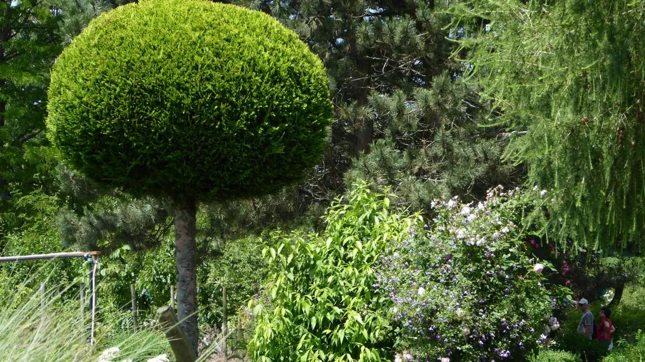 Ein kugelförmig geschnittener Baum, vielleicht eine Zypresse oder Thuja, steht neben Nadelbäumen und blühenden Sträuchern.