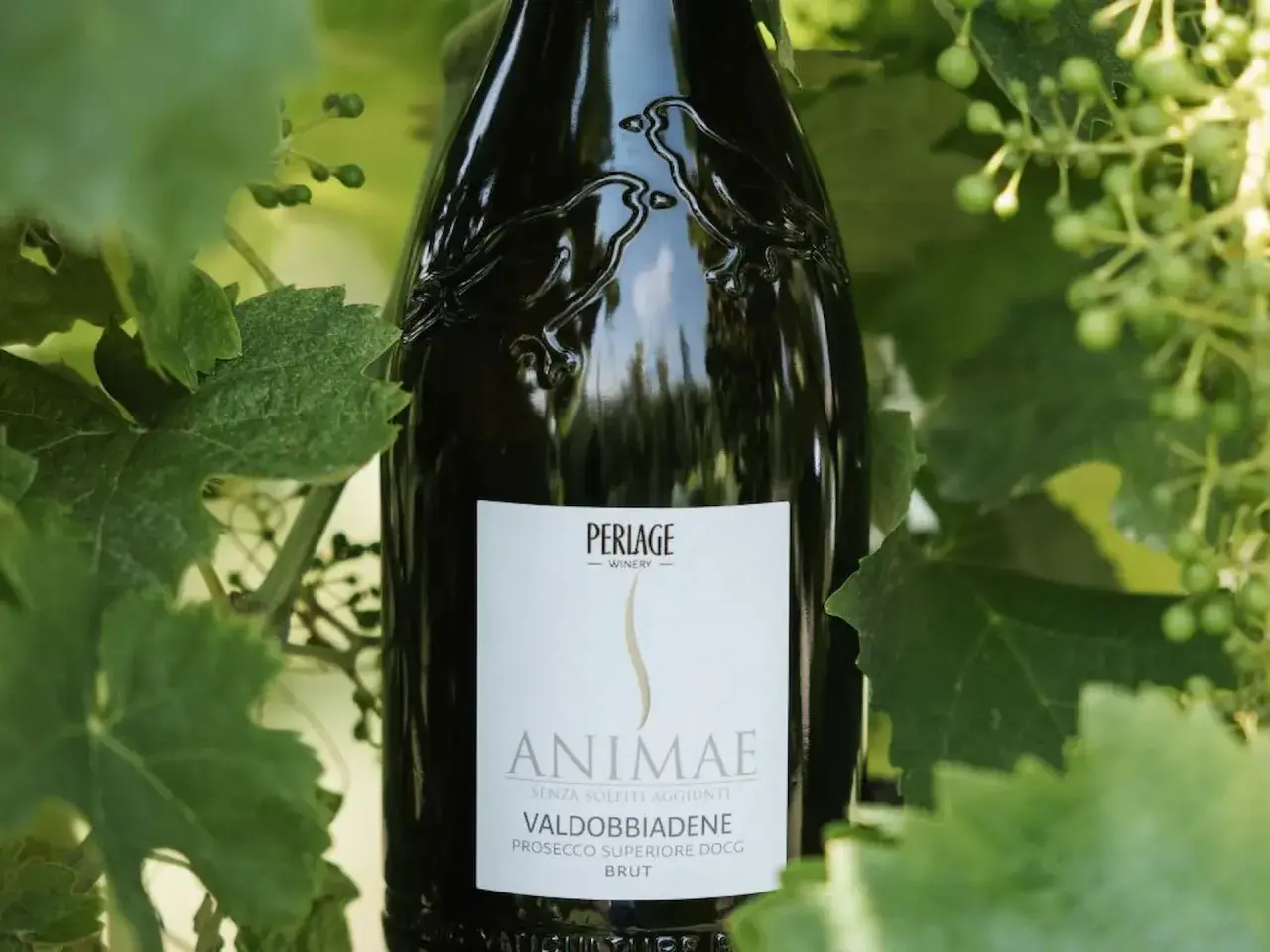 Bottiglia di Valdobbiadene Prosecco DOCG Brut "Animæ" tra le foglie, un esempio di vino biologico che rispetta il disciplinare.