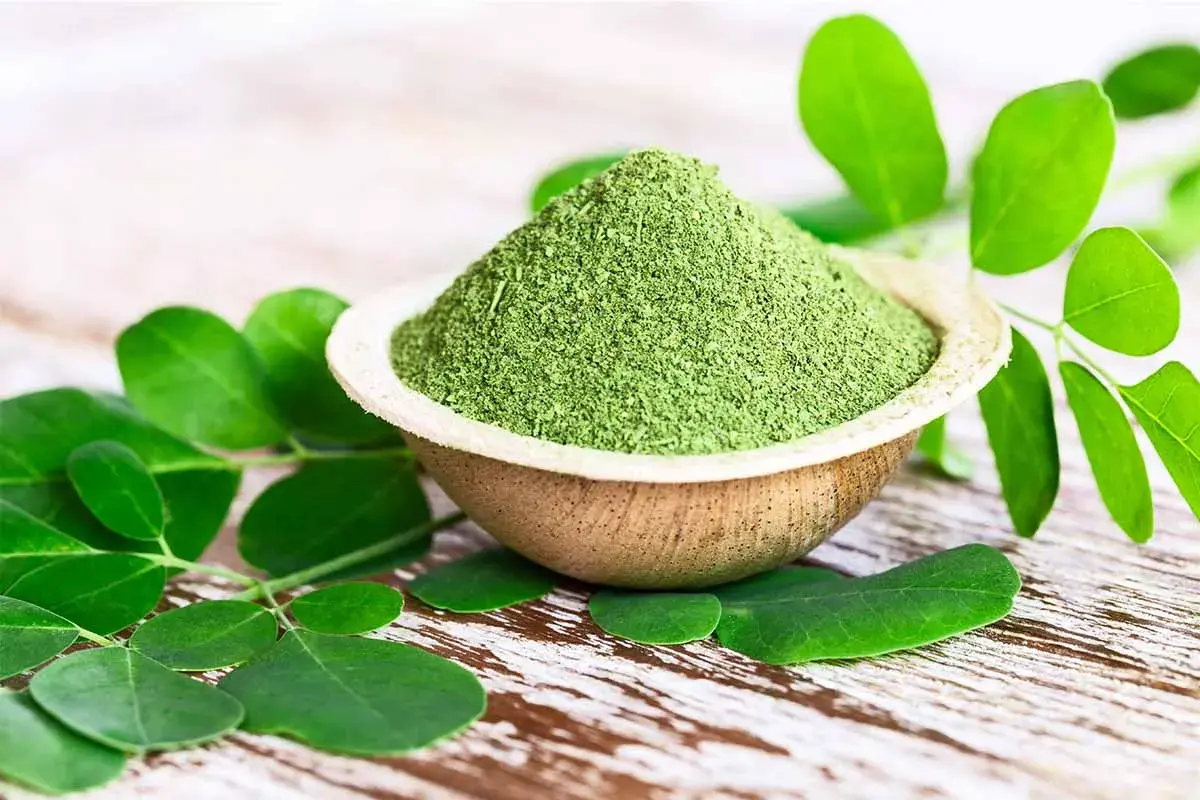 Polvere verde brillante di moringa oleifera in una ciotola, circondata da foglie fresche.