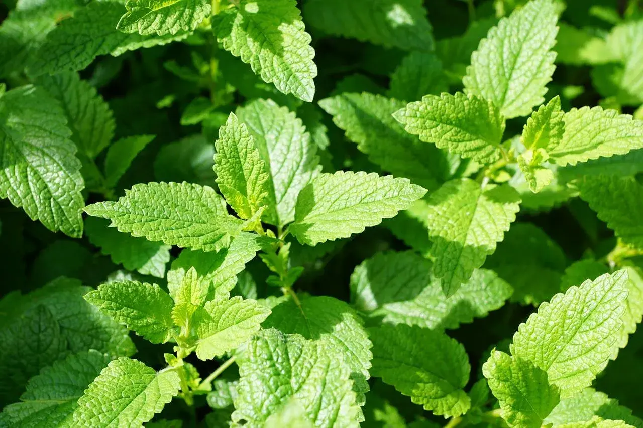 Feuilles vertes et texturées de menthe poivrée, évoquant ses nombreux bienfaits pour la santé et le bien-être.