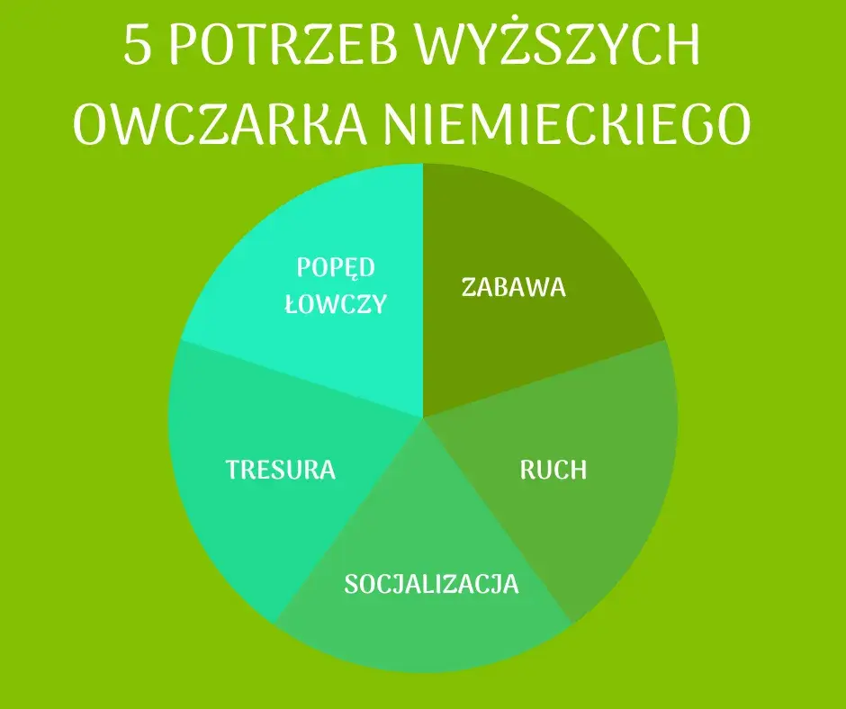 Owczarek niemiecki: Dieta, której potrzebuje Twój pies. Poznaj zasady.