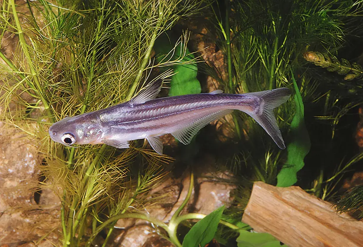 En silverfärgad pangasius fisk simmar bland gröna vattenväxter och stenar.