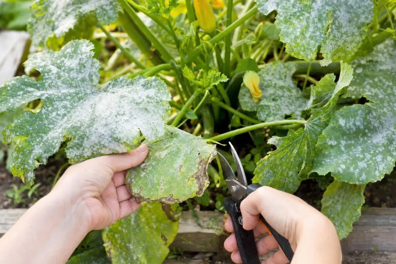 Main d'un jardinier coupant une feuille de courgette atteinte d'oidium. La poudre blanche couvre les feuilles, signe d'une maladie.