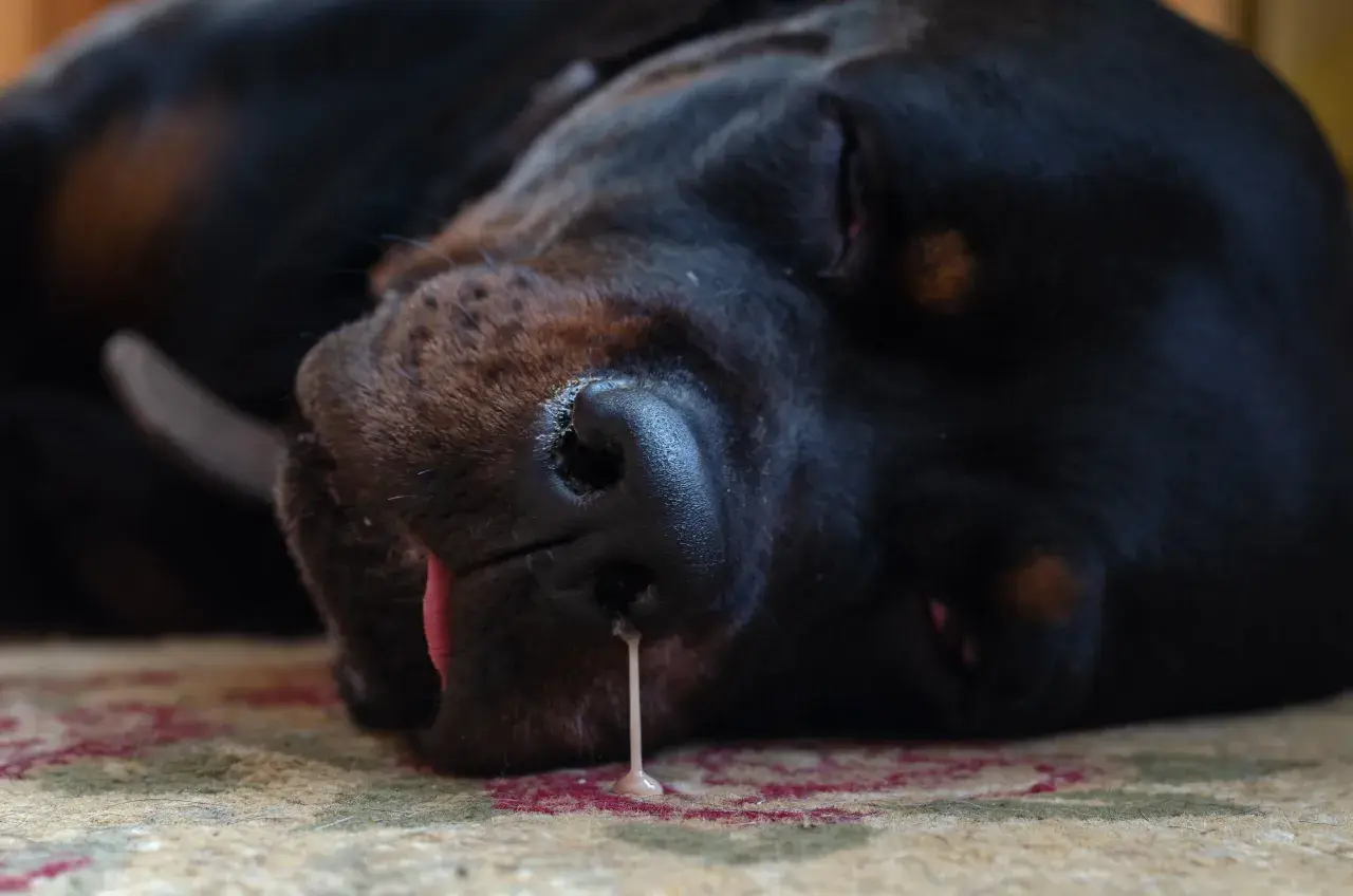 A black dog sleeps, with a drip of liquid from its nose, suggesting a dog nose bleed.