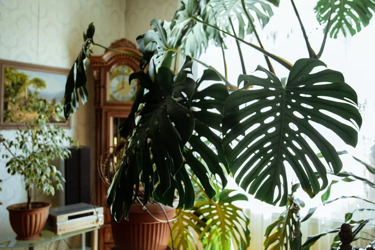 Duża, liściasta monstera deliciosa w doniczce, z widocznym zegarem gabinetowym i obrazem w tle.