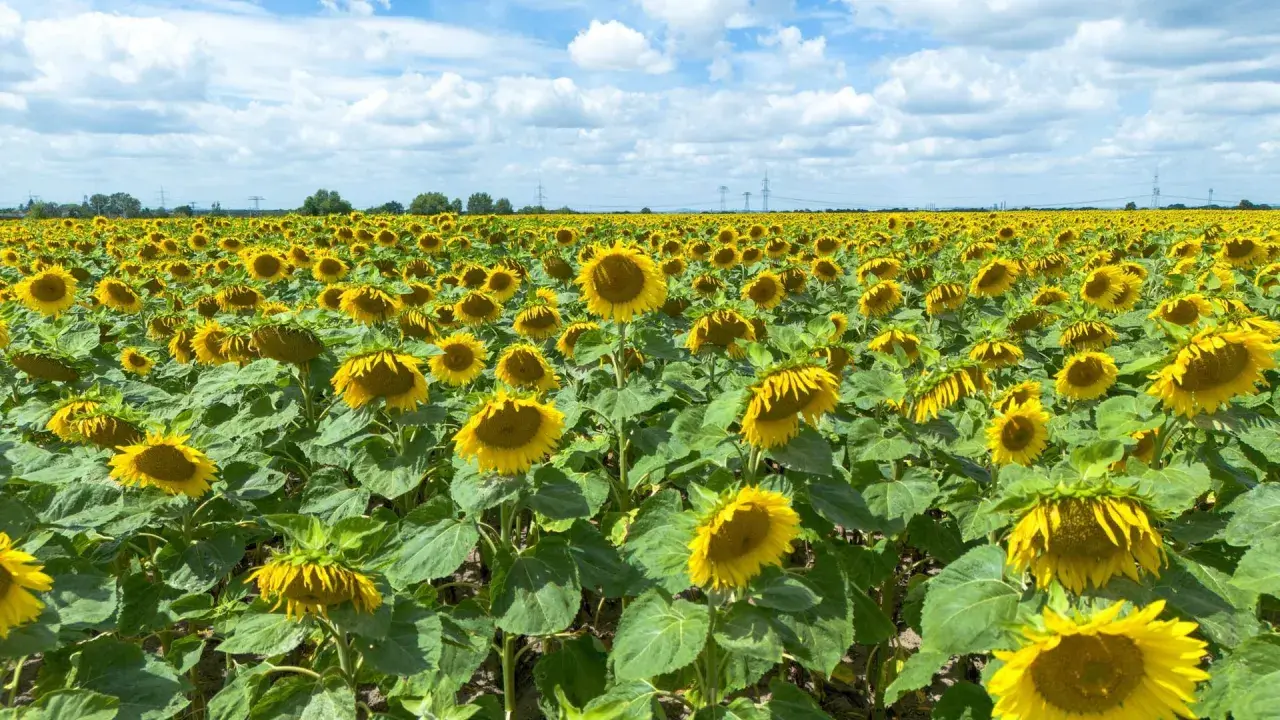 Ein weites Feld voller sonnenblumen pflanzen unter einem blauen Himmel mit weißen Wolken.