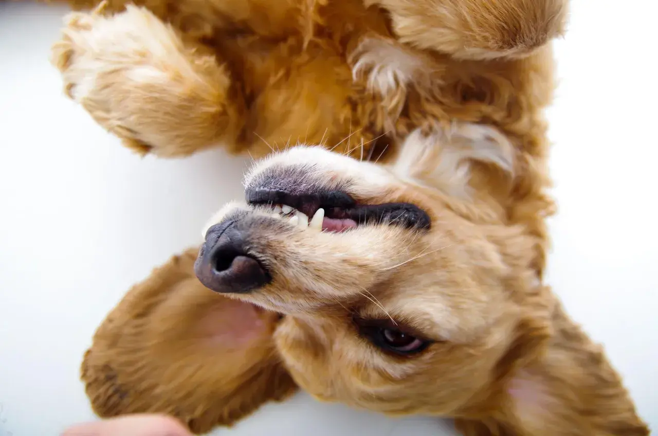 Ein goldener Hund liegt auf dem Rücken, die Pfoten in der Luft. Sein Maul ist leicht geöffnet, die Zähne sichtbar. Das Scharren hat hier die Bedeutung von spielerischer Freude.
