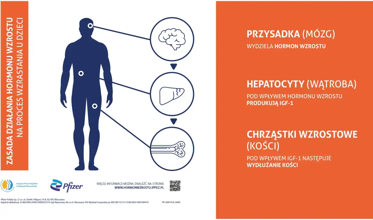 Schemat pokazuje, jak pobudzić hormon wzrostu: przysadka mózgowa wydziela hormon, który stymuluje wątrobę do produkcji IGF-1, a ten z kolei wpływa na chrząstki wzrostowe kości.