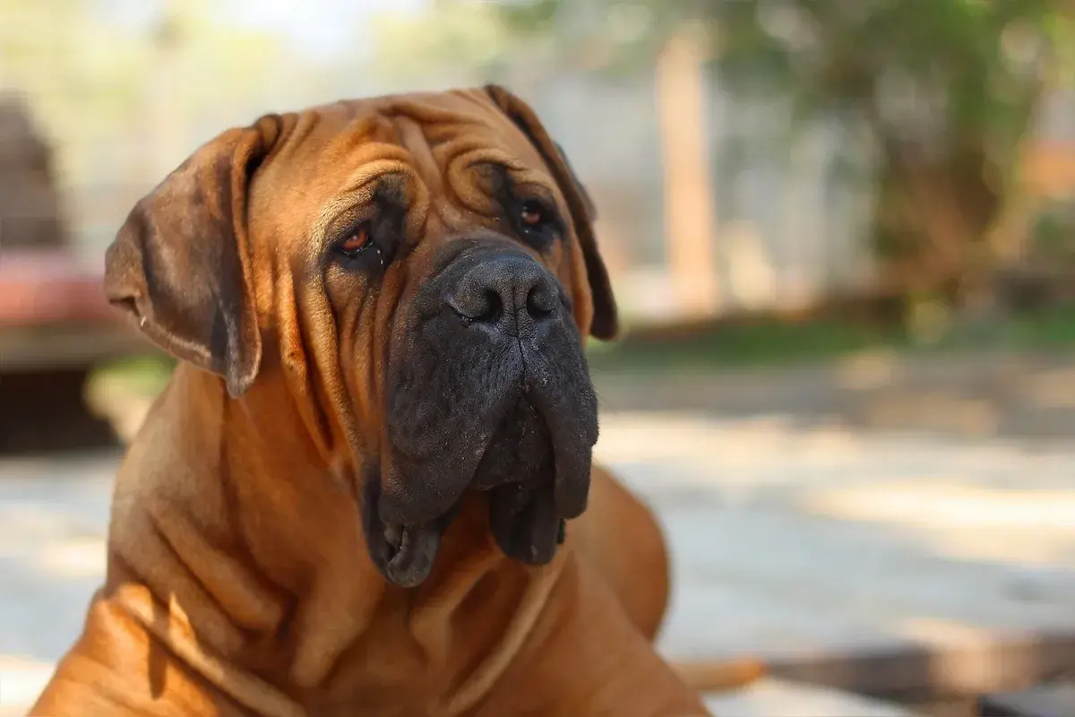 Ein brauner Boerboel mit faltigem Gesicht und treuem Blick. Sein Charakter ist loyal und beschützend.