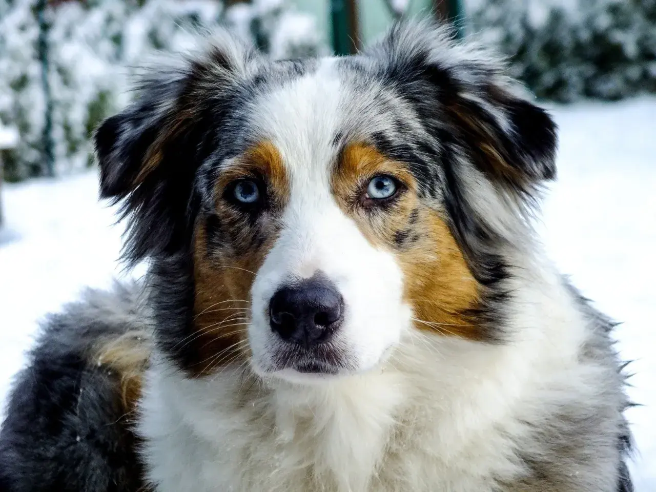 Ein wunderschöner Australian Shepherd Blue Merle mit eisblauen Augen blickt in die Kamera, umgeben von winterlicher Schneelandschaft.