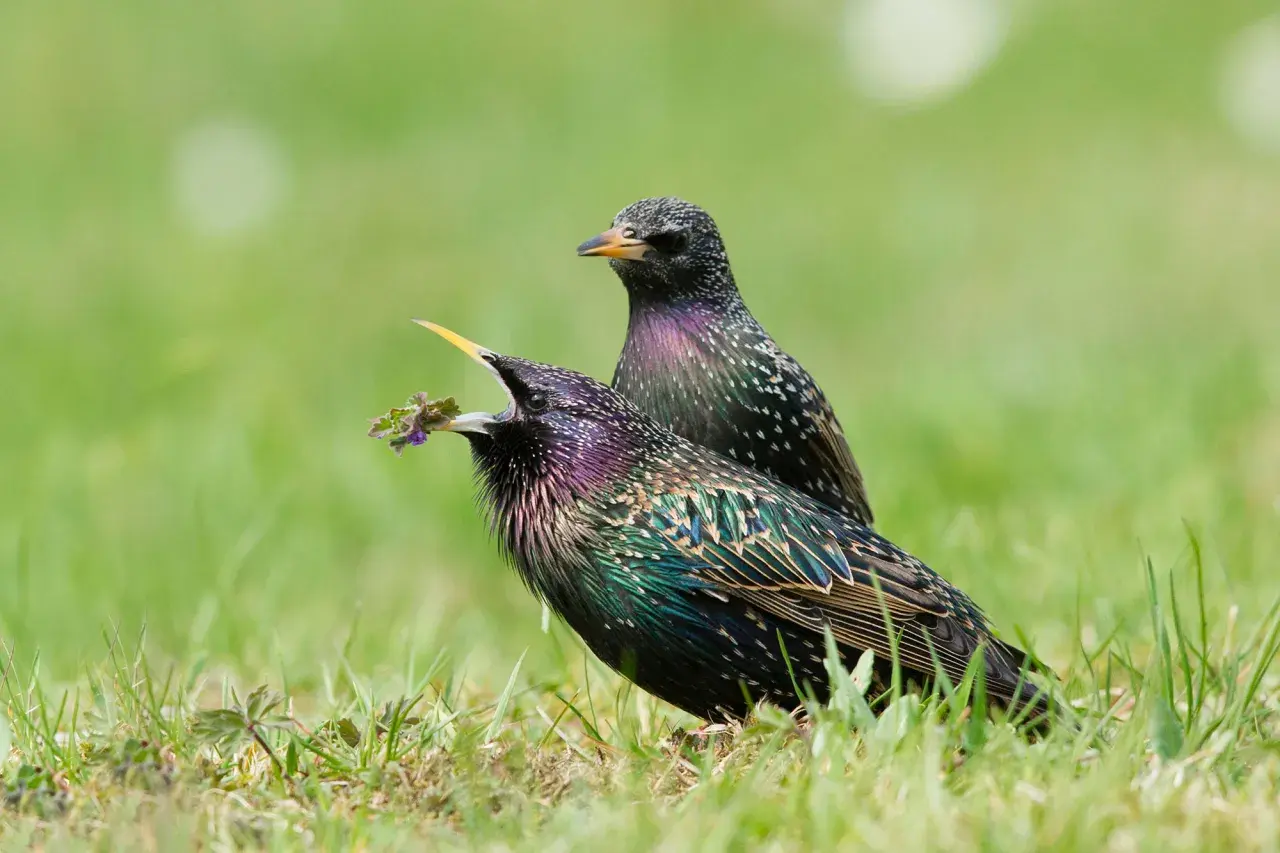 Zwei bunte Stare im Gras. Einer mit geöffnetem Schnabel und Futter, zeigt, wie ein Star aussieht.