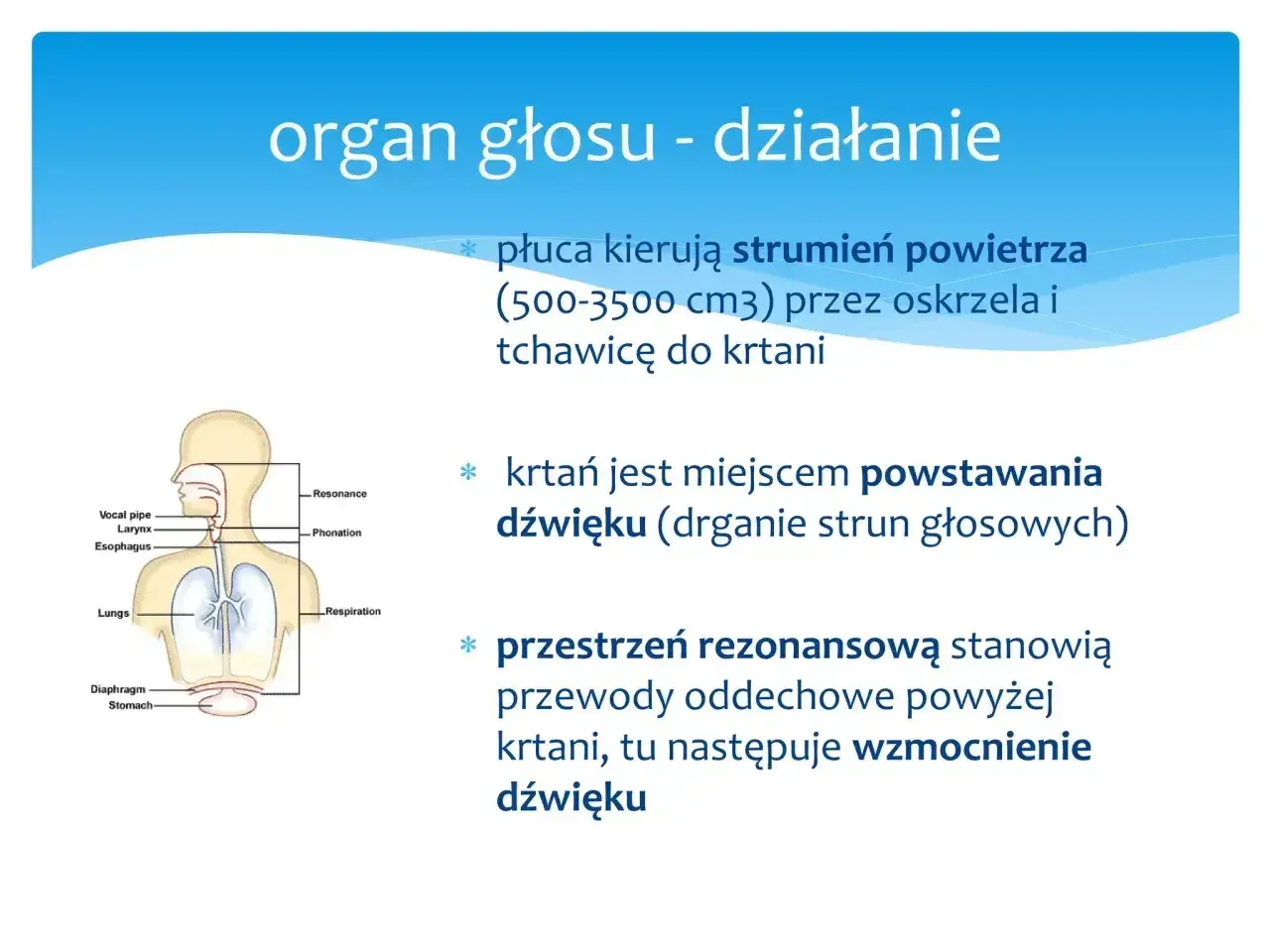 Schemat układu oddechowego i głosowego. Płuca kierują powietrze do krtani, gdzie powstaje dźwięk. Przestrzeń rezonansowa wzmacnia dźwięk, spełniając warunek rezonansu.
