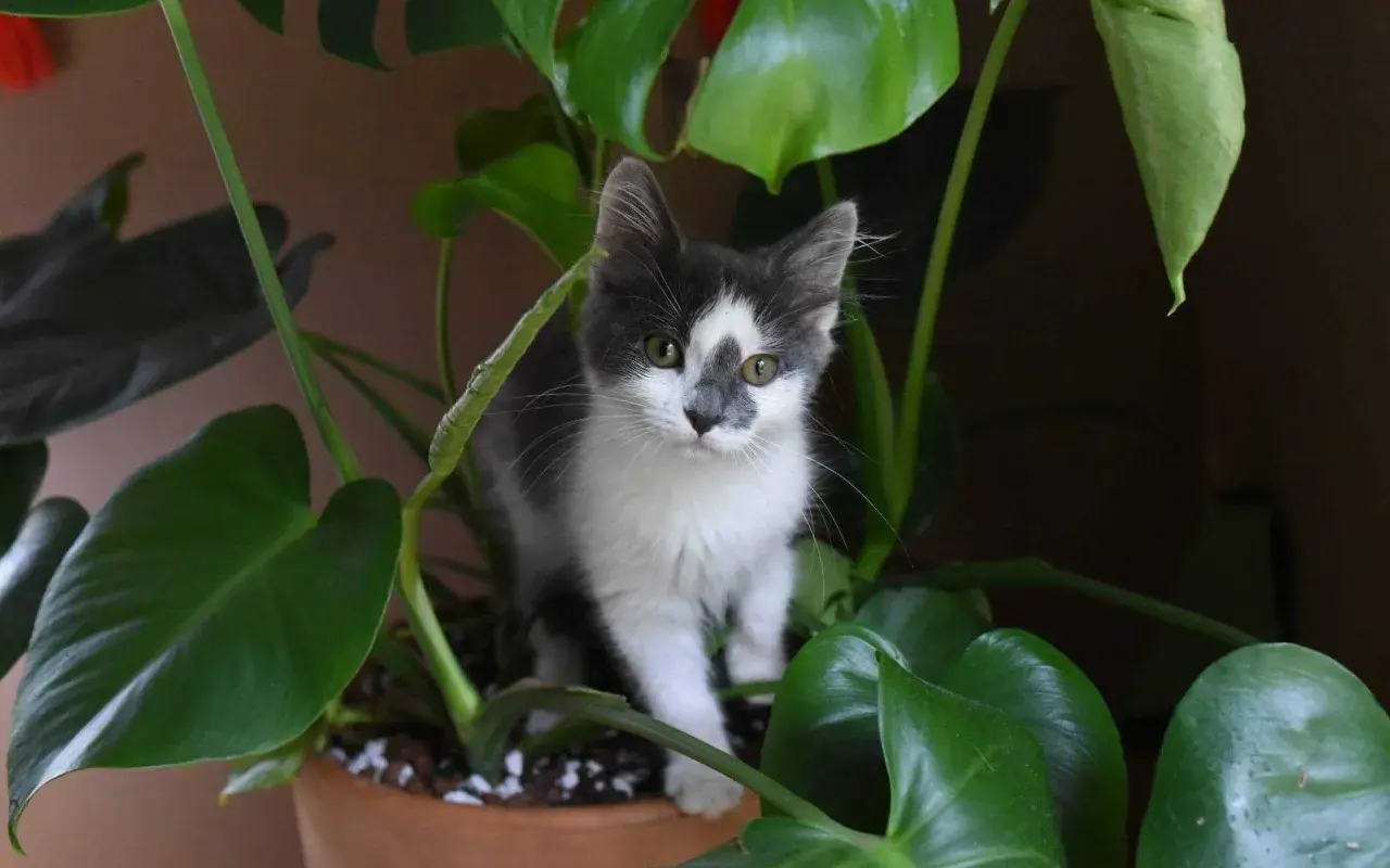 Mały kotek wśród liści Monstera deliciosa. Czy alokazja jest trująca dla kota? Ta roślina może być niebezpieczna dla zwierząt.