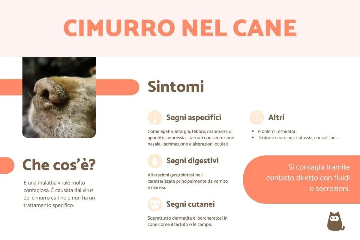 Immagine sul cimurro nel cane: sintomi come apatia, febbre, problemi respiratori e cutanei. Si contagia tramite fluidi.