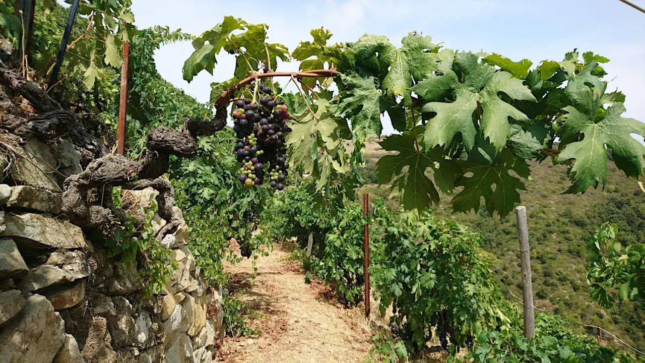 Grappoli maturi di uva nera pendono da viti antiche su un pendio terrazzato. Un sentiero di terra battuta attraversa il vigneto, promettendo un futuro Rossese di Dolceacqua DOC.