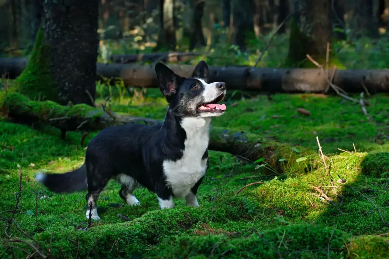 Czarny corgi cardigan z białym krawatem w lesie, otoczony mchem i powalonymi drzewami.