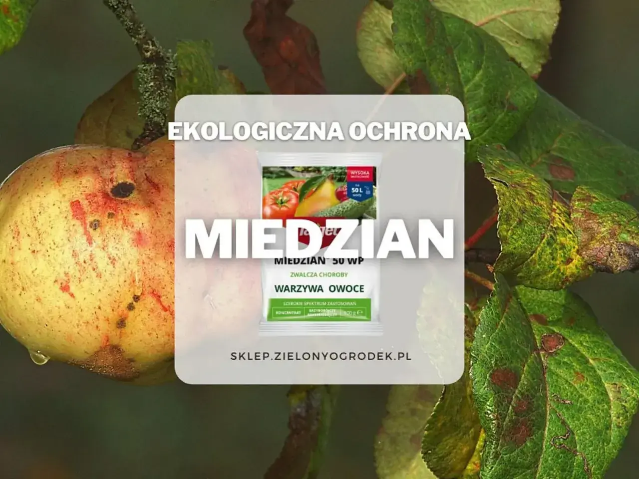 Ekologiczna ochrona przed chorobami warzyw i owoców. Czy miedzian jest szkodliwy? Preparat Miedzian 50 WP zwalcza choroby roślin.