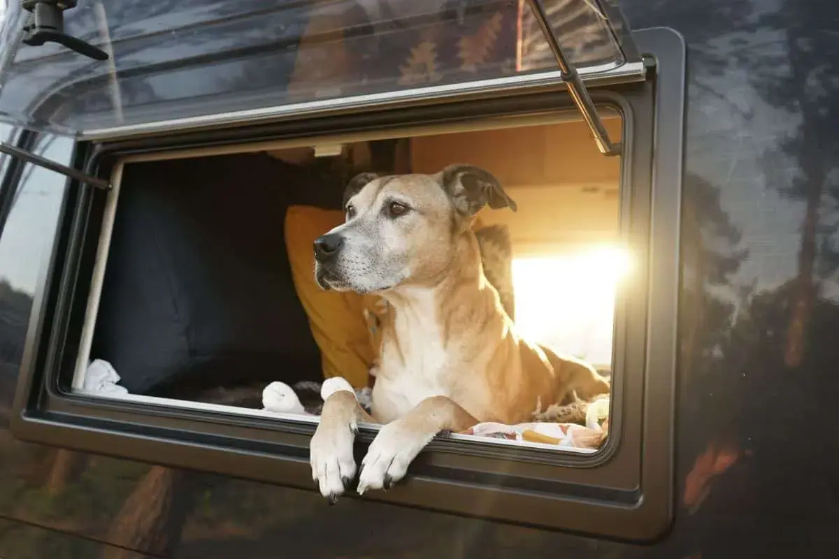 Un chien profite de l'aménagement camping-car pour chien, la tête à la fenêtre, observant le paysage.