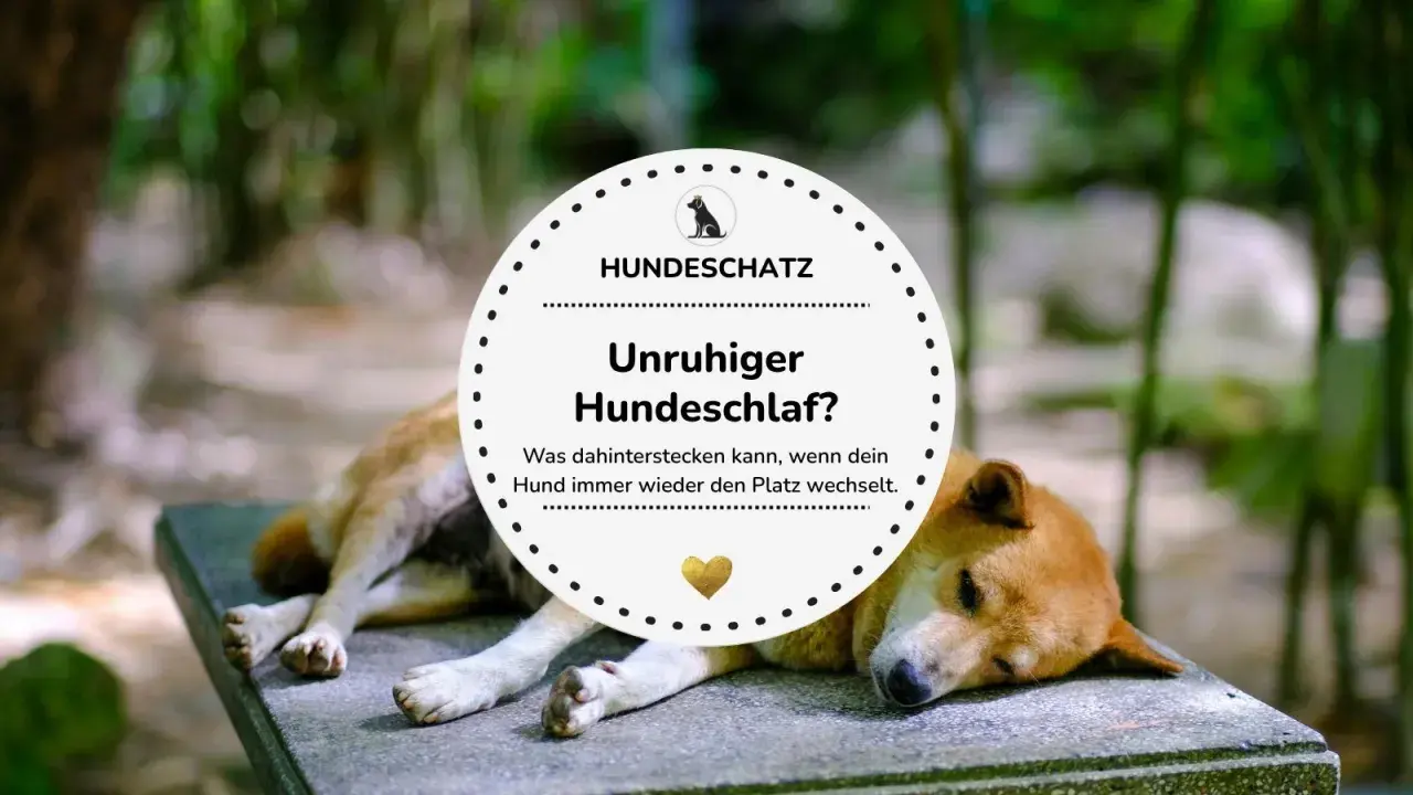 Ein Hund liegt auf einer Steinbank, wirkt aber unruhig. Der Text fragt: "Unruhiger Hundeschlaf? Was dahinterstecken kann, wenn dein Hund immer wieder den Platz wechselt.