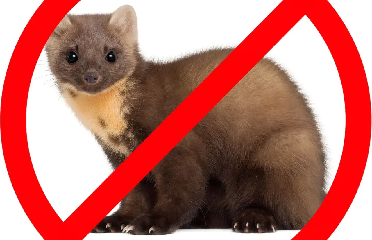 Symbol zakazu na wizerunku kuny. Dowiedz się, jak pozbyć się kuny z domu i ogrodu.