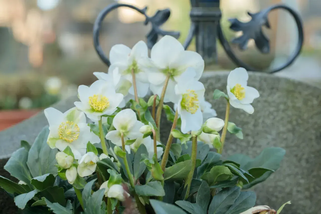 Weiße Christrosen blühen auf dem Grab, welche Blumen jetzt aufs Grab winterlich passen.