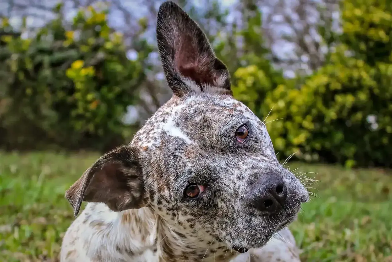 Un perro con manchas blancas y marrones gira la cabeza, con una oreja levantada, como si escuchara un sonido interesante.