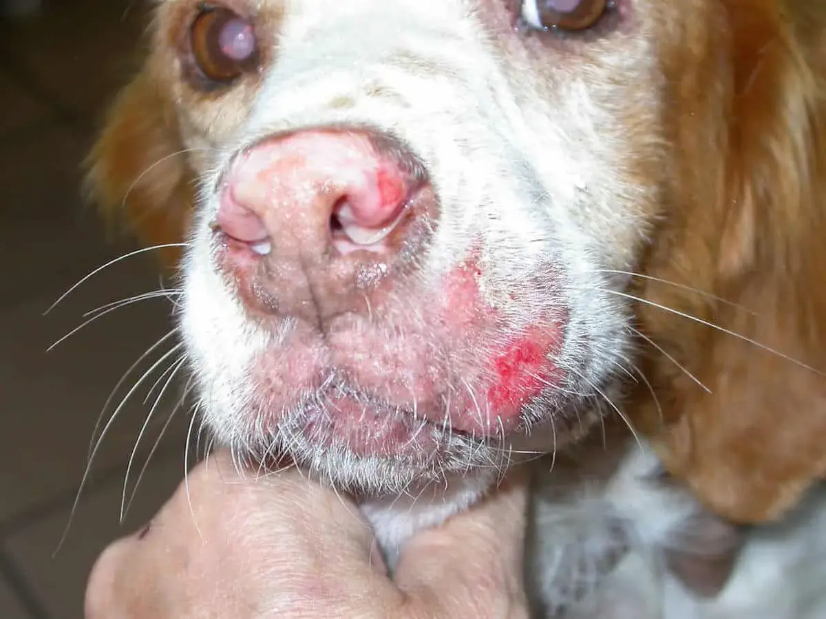 Primo piano del muso di un cane con lesioni cutanee rosse e infiammate, sintomo che la leishmaniosi è contagiosa da cane a cane.