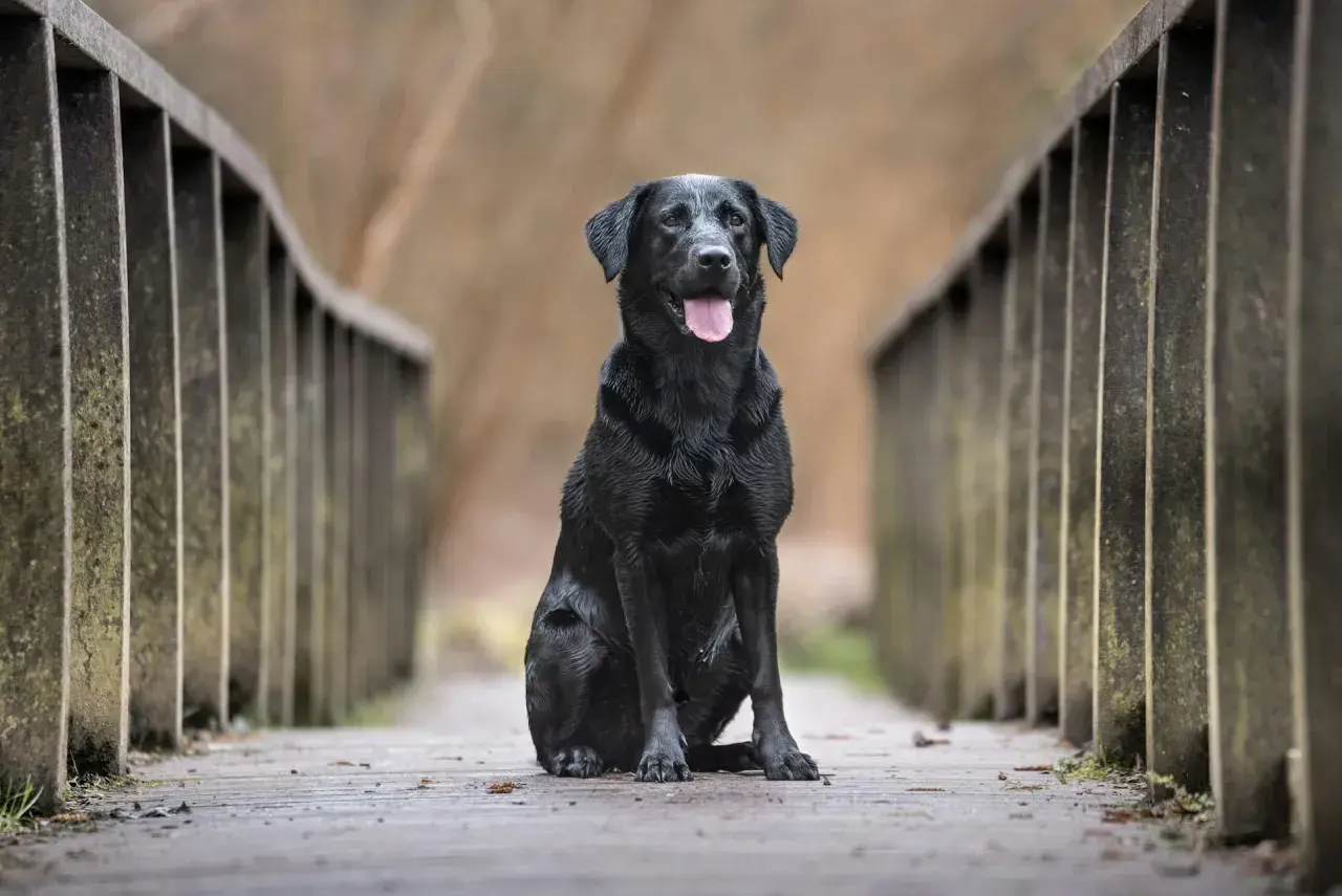 Czarny labrador, być może najdłużej żyjący labrador w Polsce, siedzi na drewnianym moście, z językiem na wierzchu.