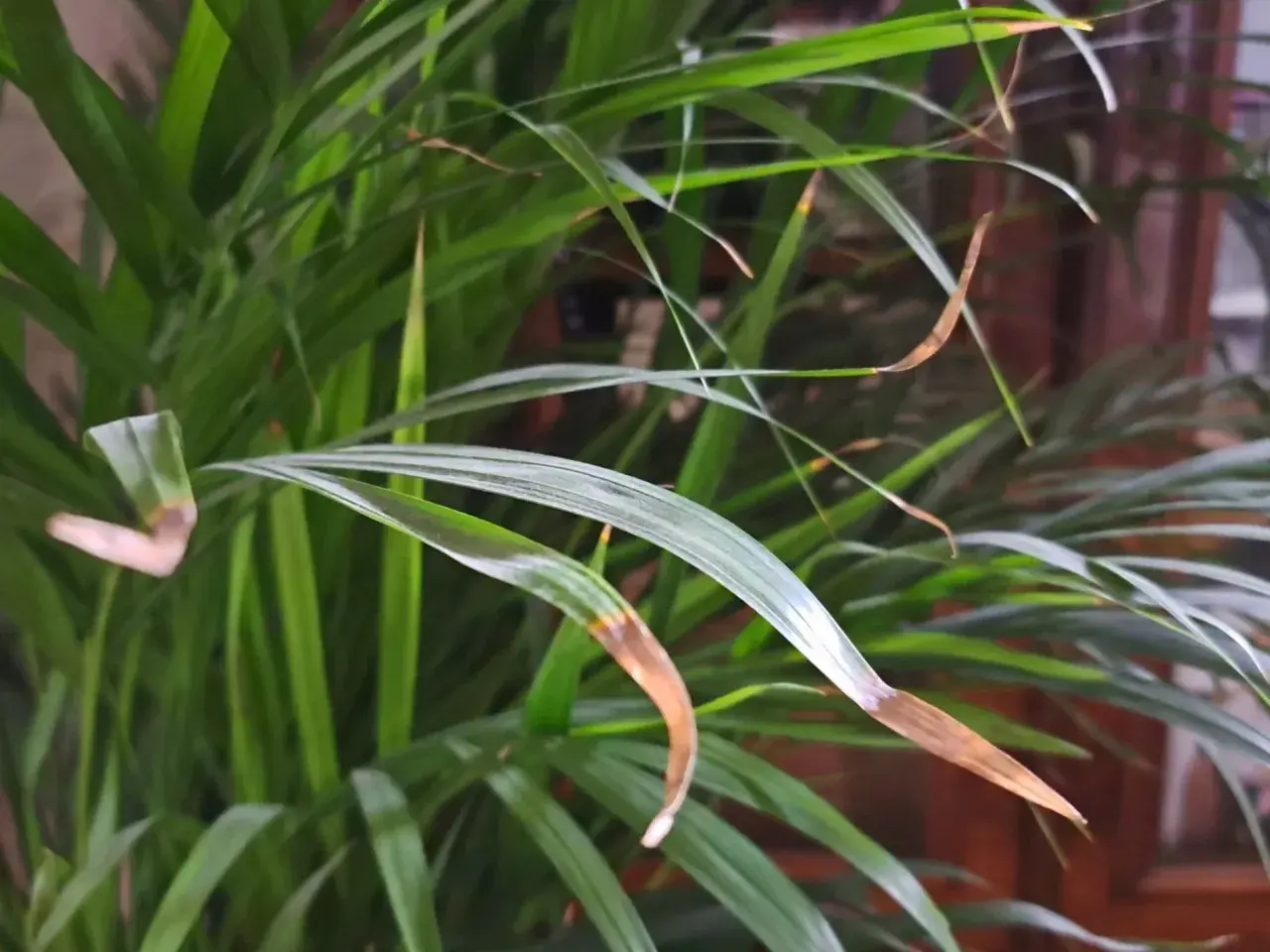 Calathea zasychanie brzegów liści. Brązowe końcówki liści wskazują na problem z wilgotnością lub podlewaniem.