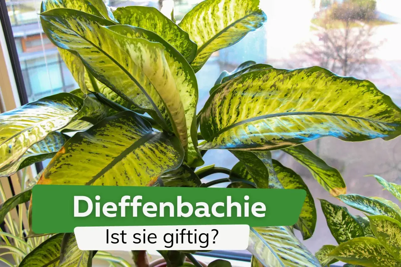 Dieffenbachia, eine beliebte Zimmerpflanze, ist giftig. Ihre großen, bunten Blätter sind ein Blickfang, doch Vorsicht ist geboten.