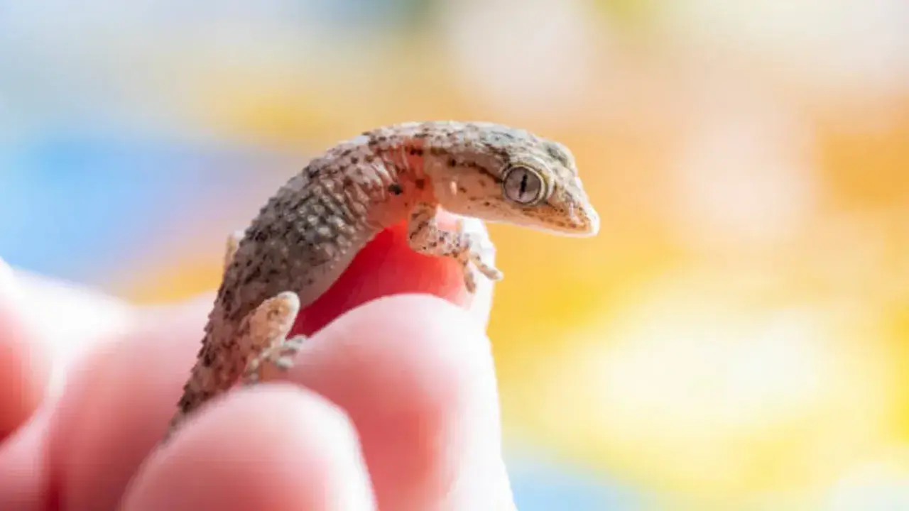 Pequeña salamanquesa en un dedo, curiosa por saber cuanto vive una salamanquesa.
