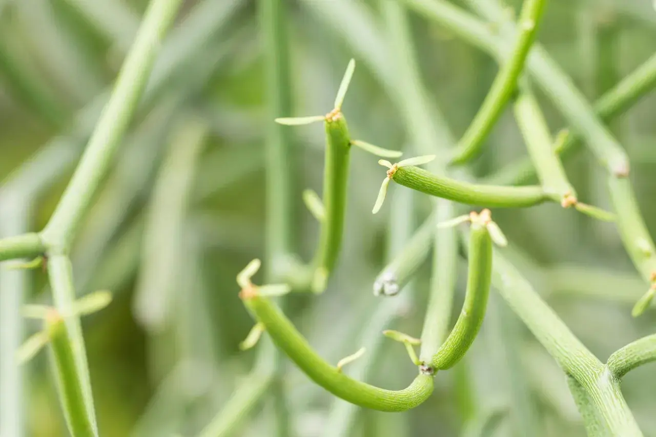 Close-up of a pencil cactus, its segmented green stems reaching out. Be cautious, as this pencil cactus is toxic.