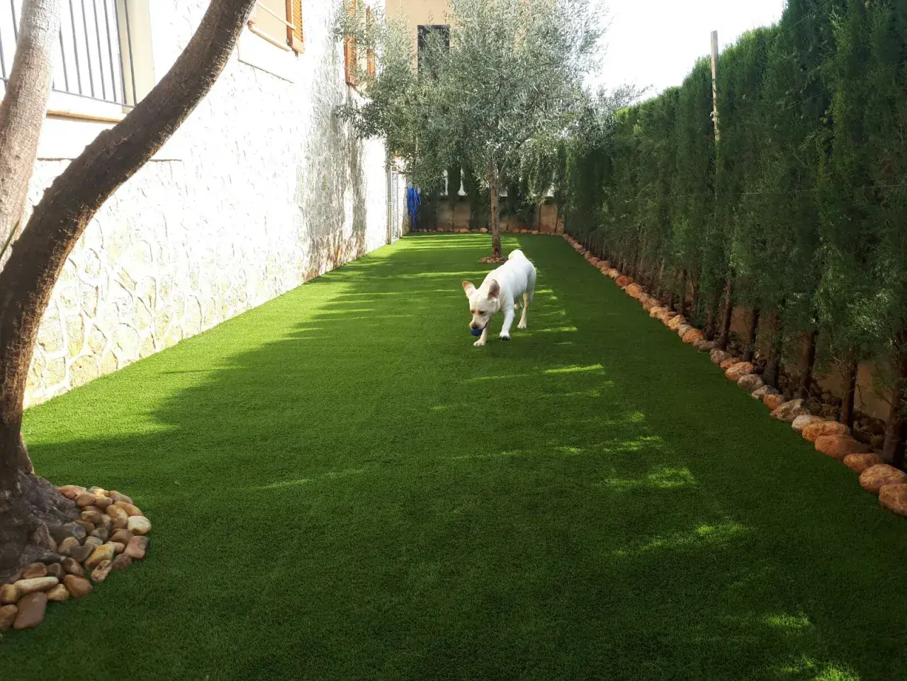 Un perro blanco juega con una pelota azul en un jardín con césped artificial.