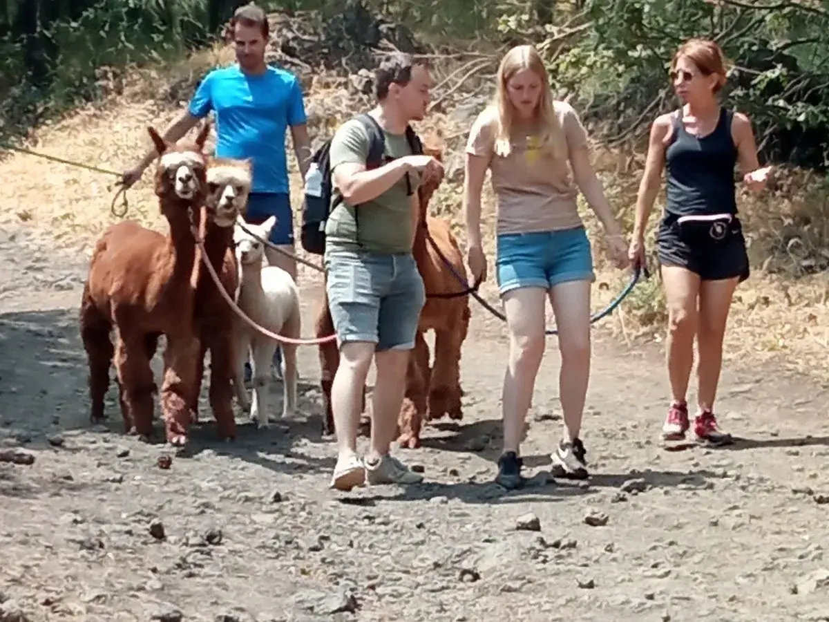 Passeggiata con alpaca vicino all'Etna. Un gruppo di persone guida dolci alpaca su un sentiero roccioso.