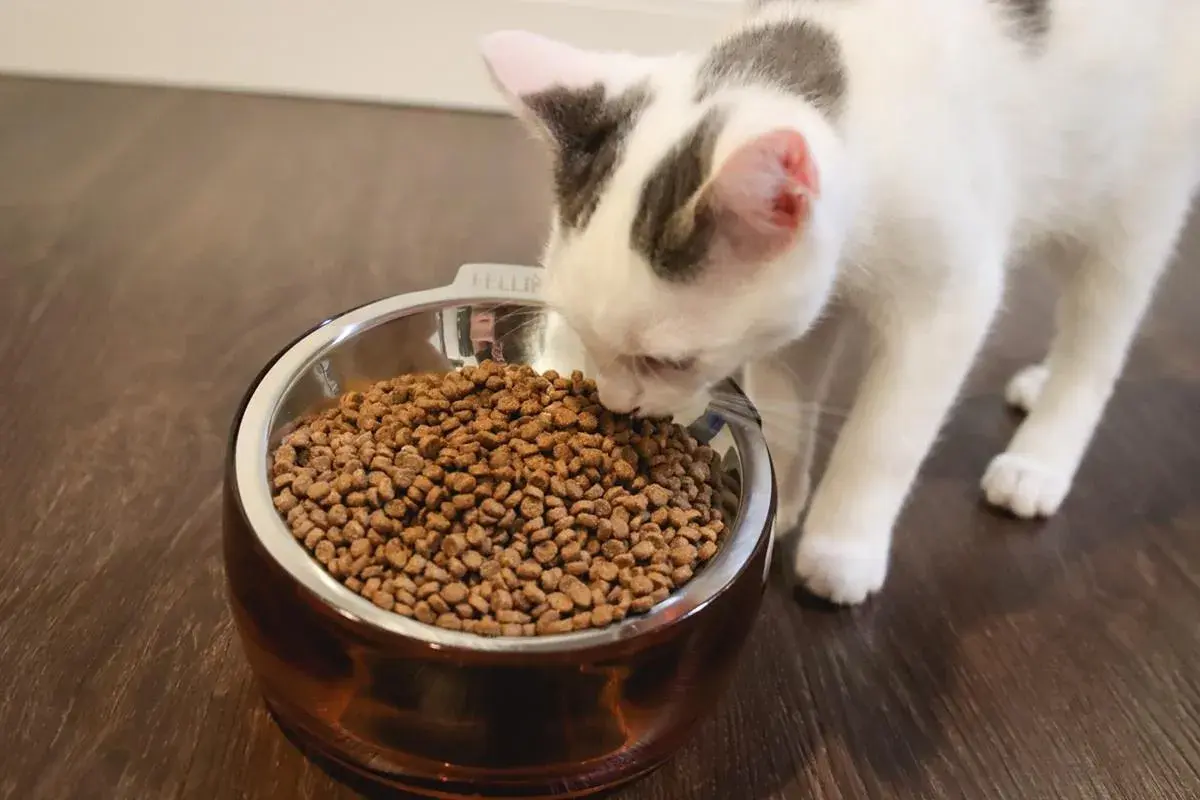 Gatito blanco y gris olfateando una tabla de alimento para gatos en un cuenco metálico.