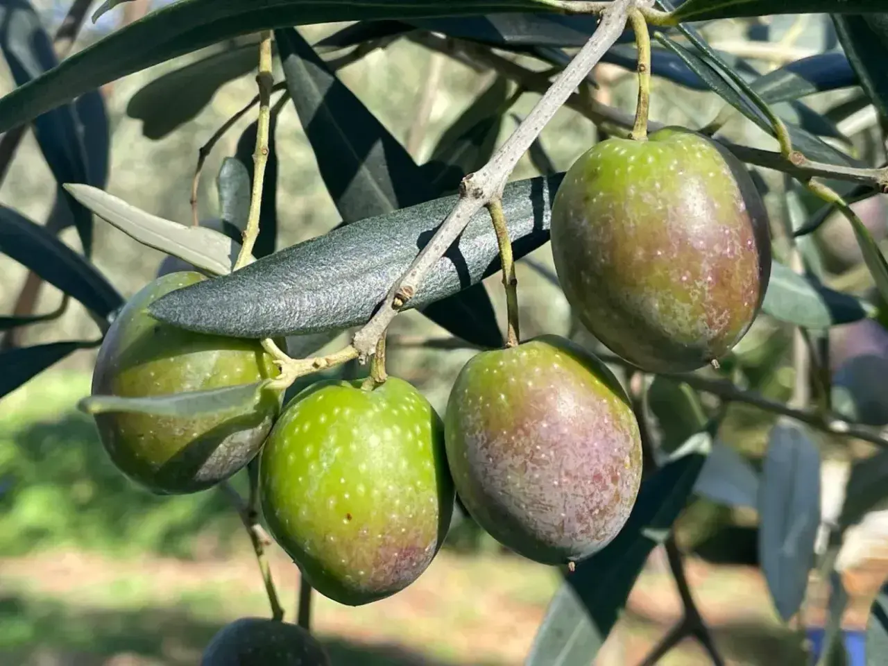 Olive verdi e violacee su ramo, pronte per il calendario concimazione fogliare olivo.