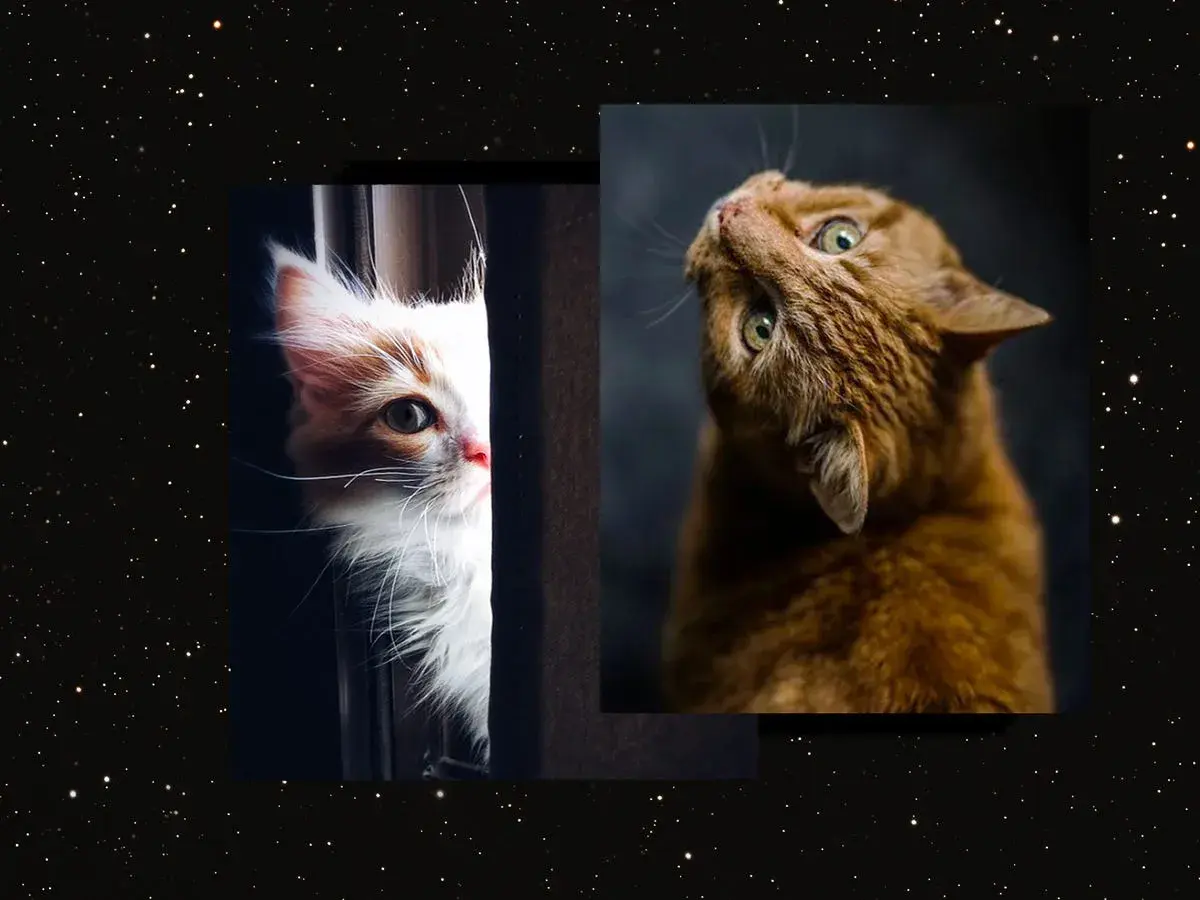 ¿Soñar con muchos gatos significado? Un gatito blanco y naranja esconde tras una cortina, mientras un gato naranja mira hacia arriba.