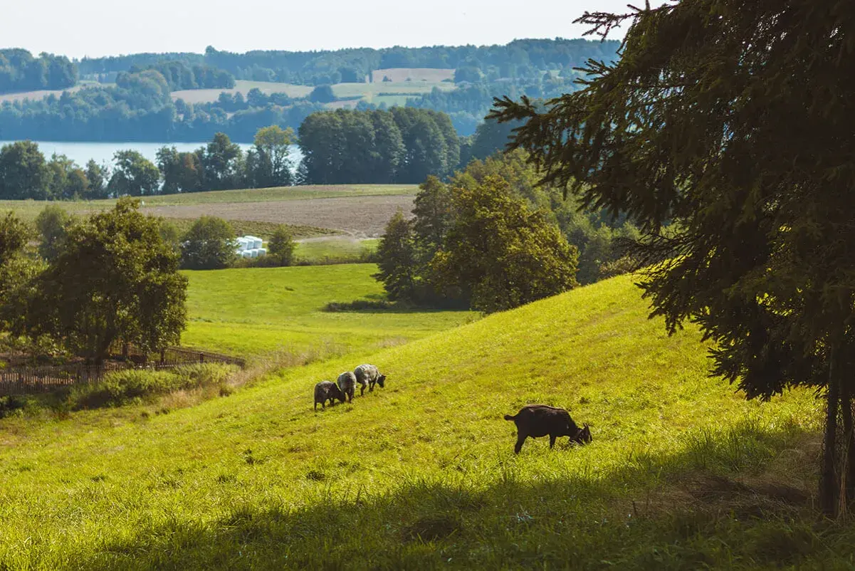 Krajobraz Kaszubskiego Parku Krajobrazowego: zielone wzgórza, jezioro, lasy i pasące się owce. Idealne miejsce, by odpocząć i podziwiać przyrodę.
